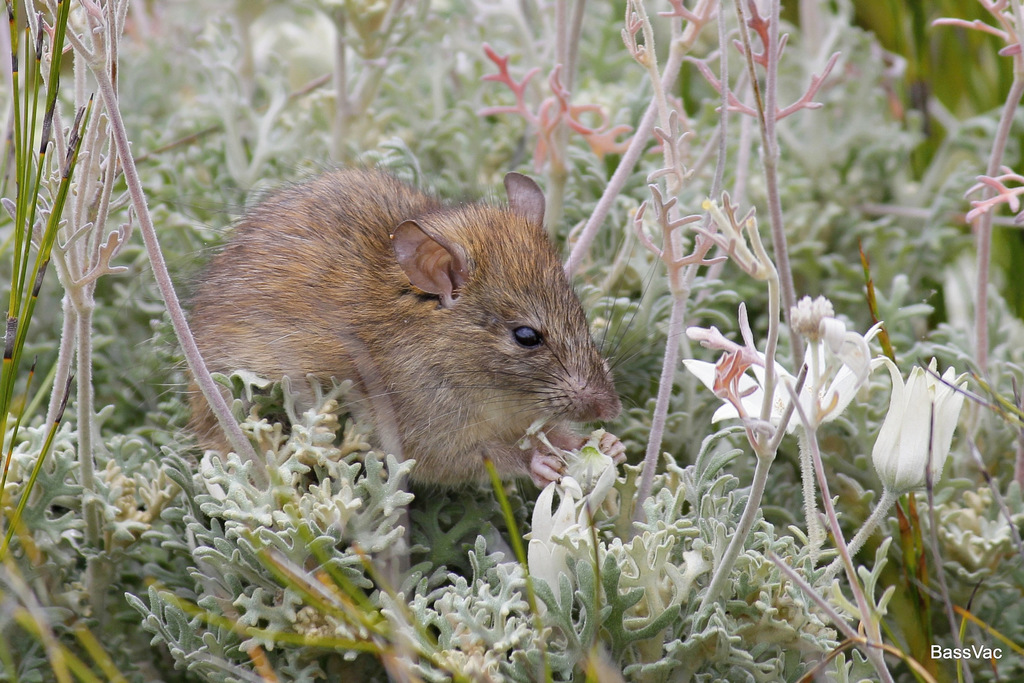 Black Rat (Rattus rattus)